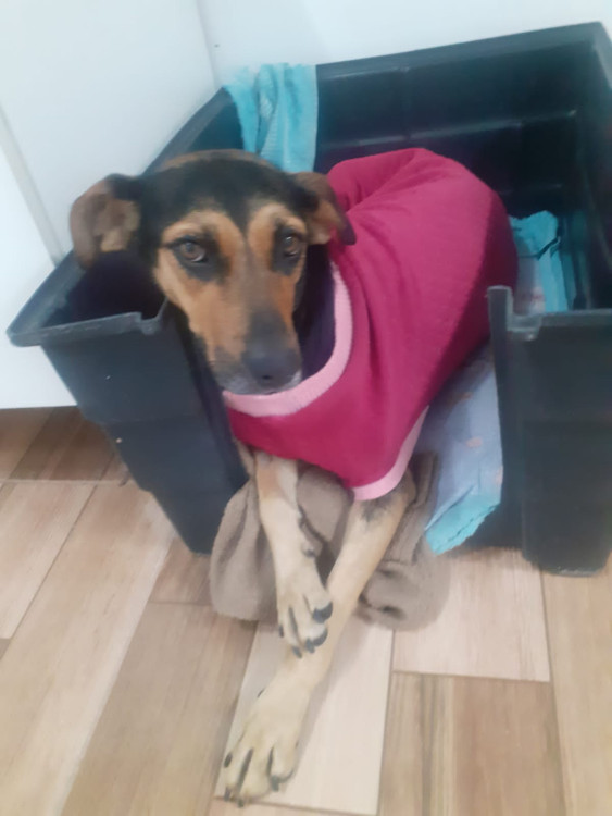 um-lar-para-princesa-adocao-doacao-cachorro-gato-0