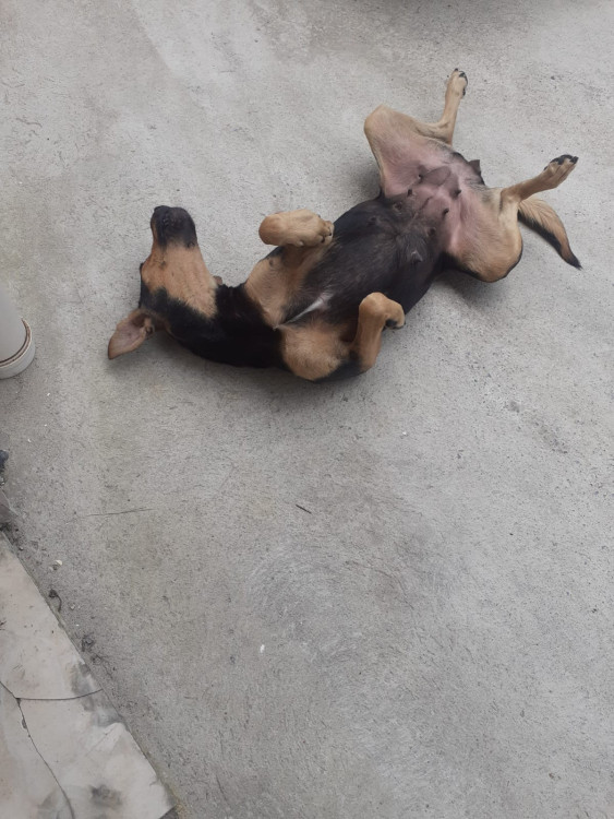 um-lar-para-princesa-adocao-doacao-cachorro-gato-1