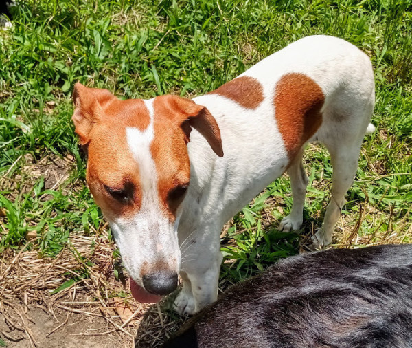 kelly-para-adocao-adocao-doacao-cachorro-gato-2