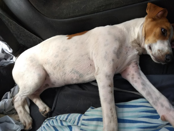 kelly-para-adocao-adocao-doacao-cachorro-gato-0