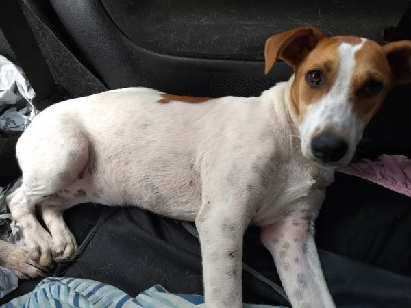 kelly-para-adocao-adocao-doacao-cachorro-gato-4