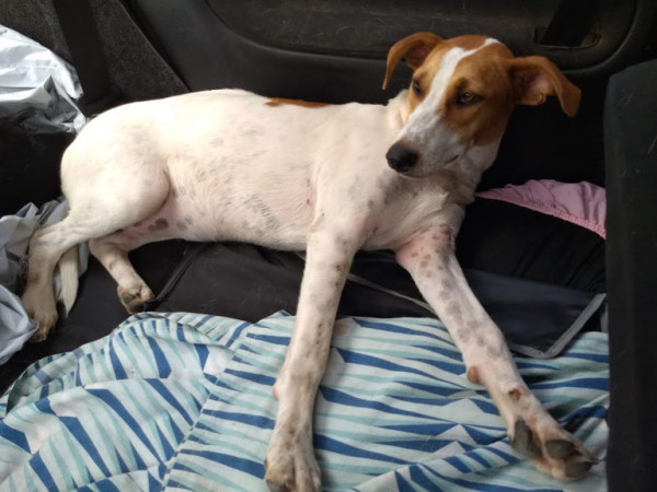 kelly-para-adocao-adocao-doacao-cachorro-gato-1