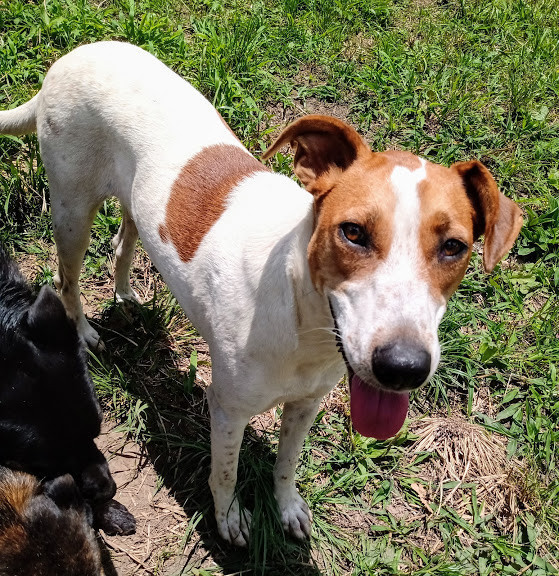 kelly-para-adocao-adocao-doacao-cachorro-gato-3