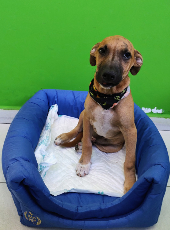 alecrim-para-adocao-adocao-doacao-cachorro-gato-3