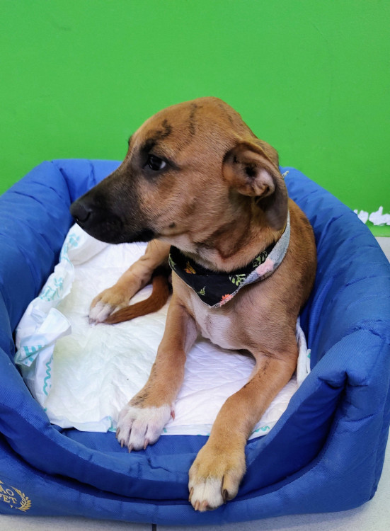 alecrim-para-adocao-adocao-doacao-cachorro-gato-4