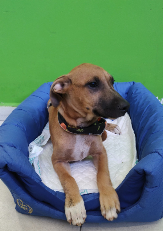 alecrim-para-adocao-adocao-doacao-cachorro-gato-1