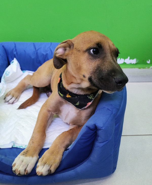 alecrim-para-adocao-adocao-doacao-cachorro-gato-2