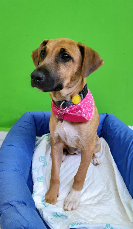 salvia-para-adocao-adocao-doacao-cachorro-gato-4