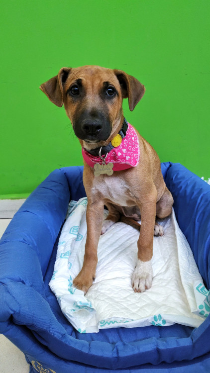 salvia-para-adocao-adocao-doacao-cachorro-gato-1