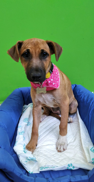 salvia-para-adocao-adocao-doacao-cachorro-gato-3