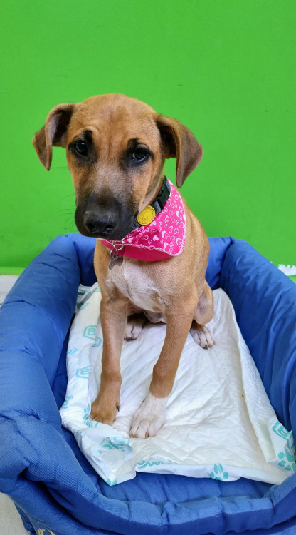 salvia-para-adocao-adocao-doacao-cachorro-gato-2