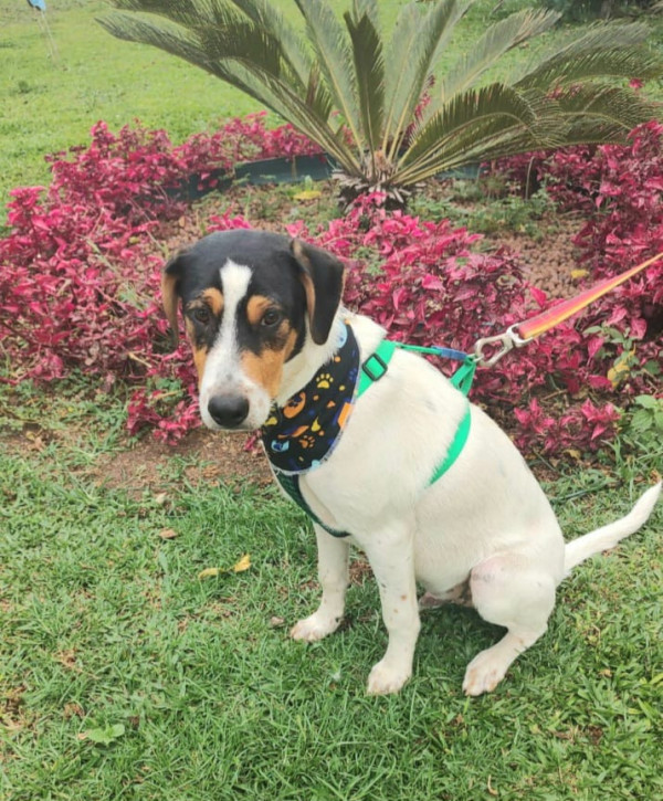 caue-para-adocao-adocao-doacao-cachorro-gato-2