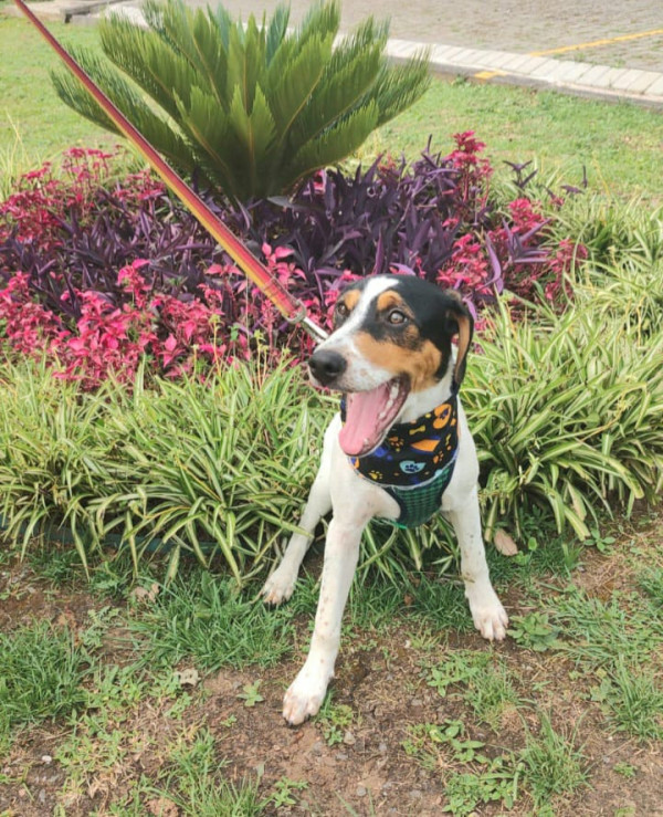 caue-para-adocao-adocao-doacao-cachorro-gato-1