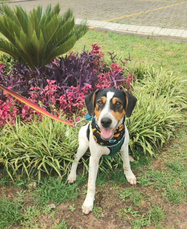 caue-para-adocao-adocao-doacao-cachorro-gato-3