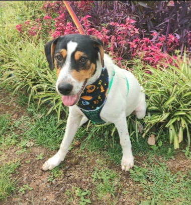 caue-para-adocao-adocao-doacao-cachorro-gato-0