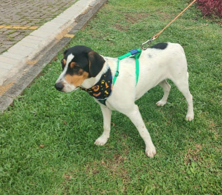 caue-para-adocao-adocao-doacao-cachorro-gato-4