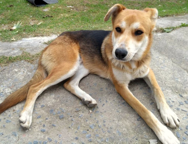 jake-para-adocao-adocao-doacao-cachorro-gato-1