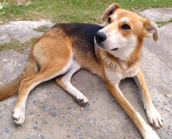 jake-para-adocao-adocao-doacao-cachorro-gato-3