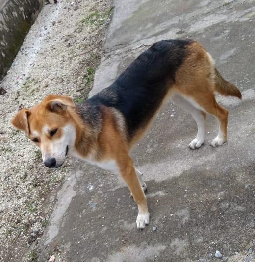 jake-para-adocao-adocao-doacao-cachorro-gato-0