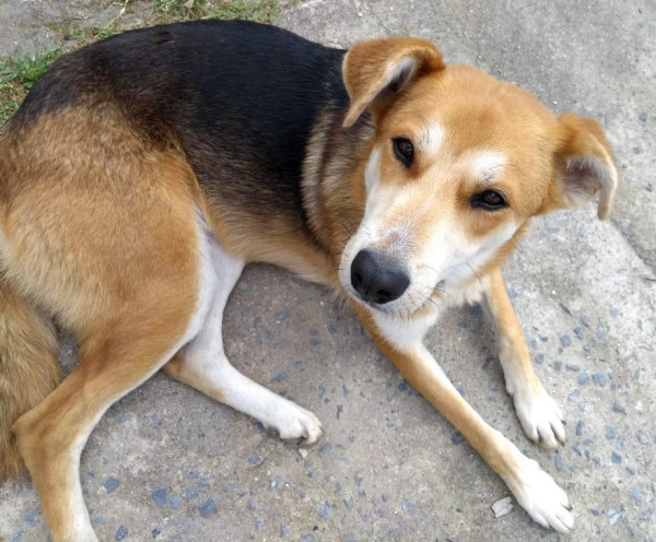 jake-para-adocao-adocao-doacao-cachorro-gato-2