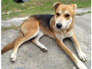 jake-para-adocao-adocao-doacao-cachorro-gato-4