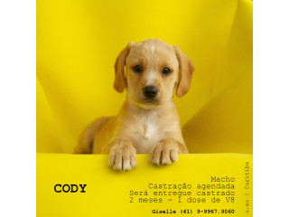 Cody, um cão de presença!