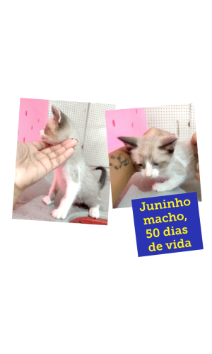 Juninho