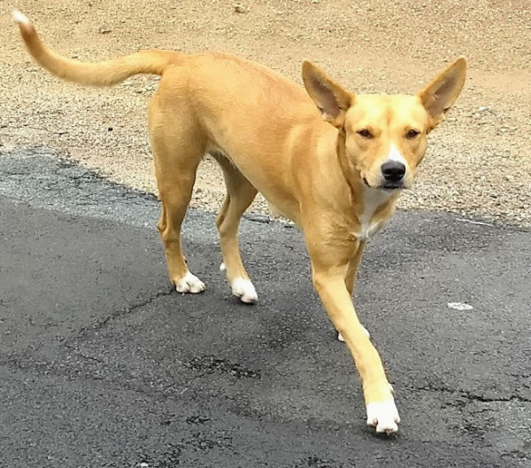 nana-para-adocao-adocao-doacao-cachorro-gato-1