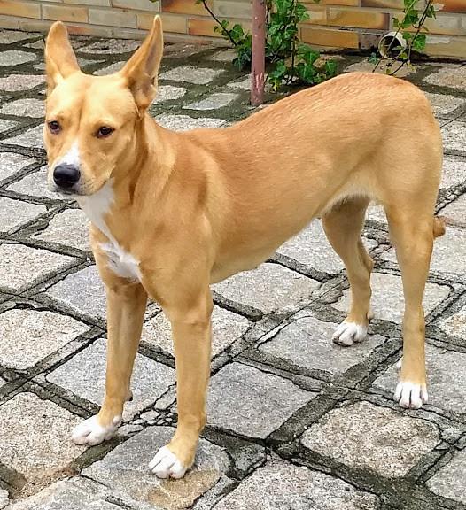 nana-para-adocao-adocao-doacao-cachorro-gato-3