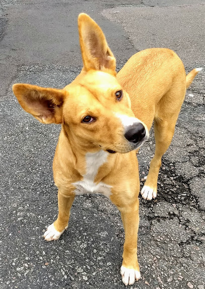 nana-para-adocao-adocao-doacao-cachorro-gato-2