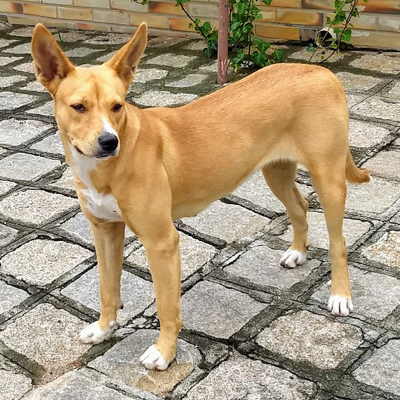 nana-para-adocao-adocao-doacao-cachorro-gato-4