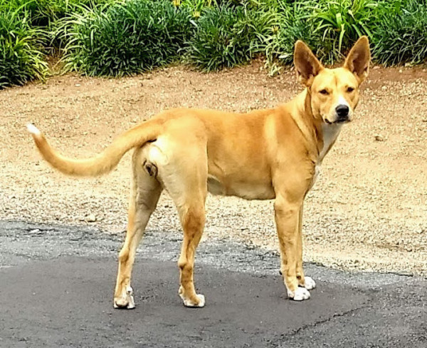 nana-para-adocao-adocao-doacao-cachorro-gato-0