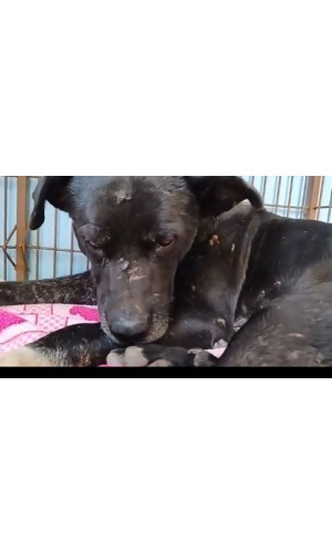 Cãozinho encontrado ferido em Araucária!