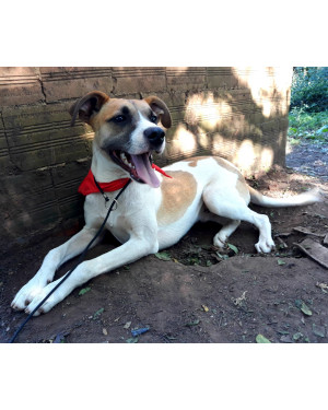 MARCELO PARA ADOÇÃO