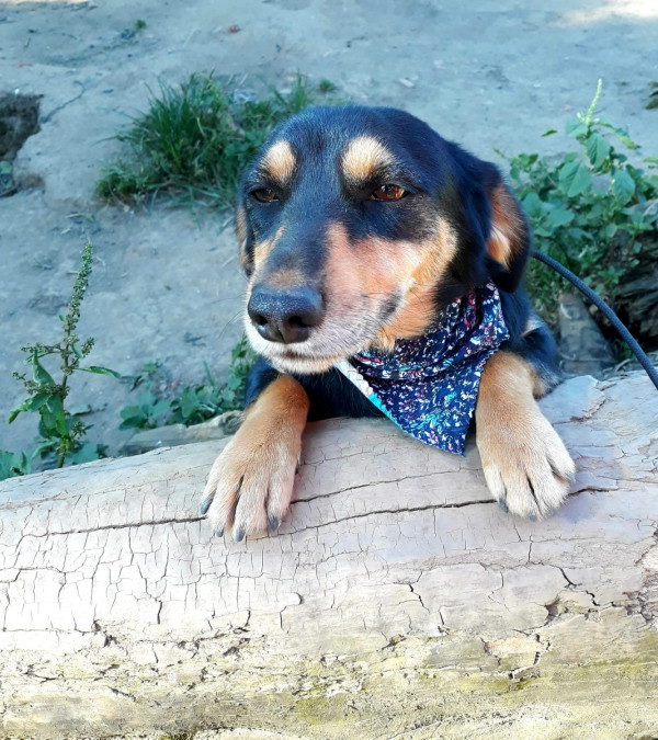 ronan-para-adocao-adocao-doacao-cachorro-gato-1