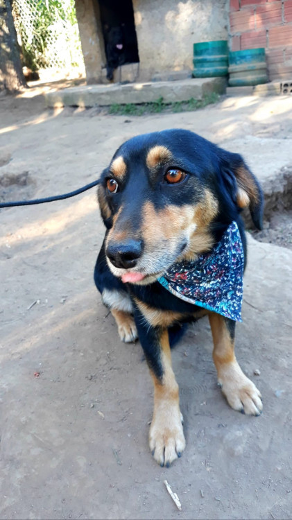 ronan-para-adocao-adocao-doacao-cachorro-gato-2