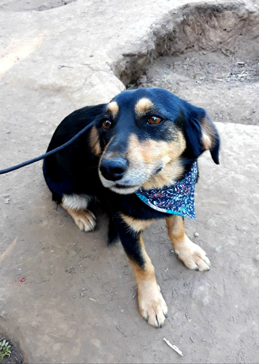 ronan-para-adocao-adocao-doacao-cachorro-gato-0