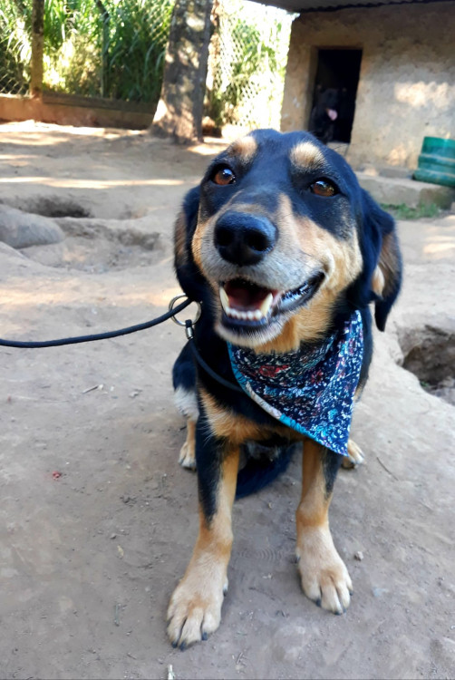 ronan-para-adocao-adocao-doacao-cachorro-gato-3