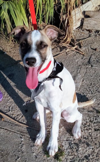 ringo-para-adocao-adocao-doacao-cachorro-gato-2