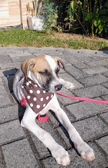 ringo-para-adocao-adocao-doacao-cachorro-gato-1