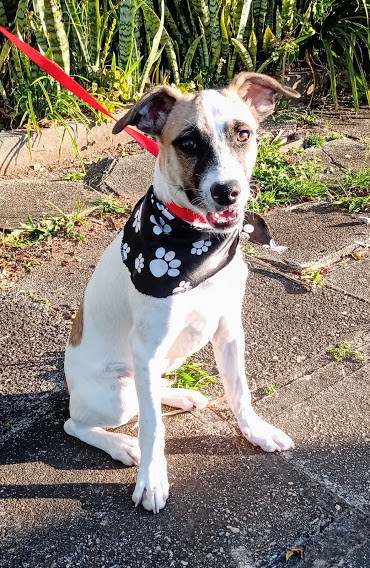 ringo-para-adocao-adocao-doacao-cachorro-gato-0