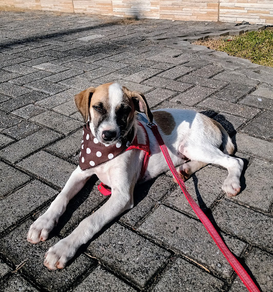 ringo-para-adocao-adocao-doacao-cachorro-gato-3