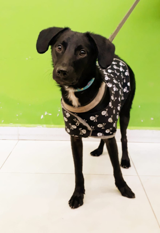 jorel-para-adocao-adocao-doacao-cachorro-gato-1