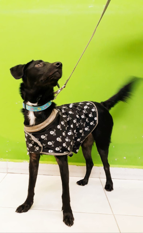 jorel-para-adocao-adocao-doacao-cachorro-gato-2