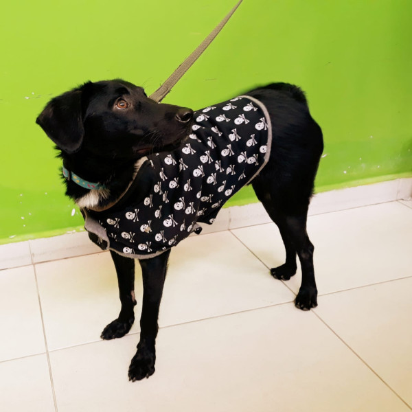 jorel-para-adocao-adocao-doacao-cachorro-gato-4