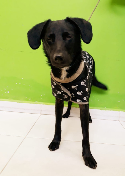 jorel-para-adocao-adocao-doacao-cachorro-gato-0