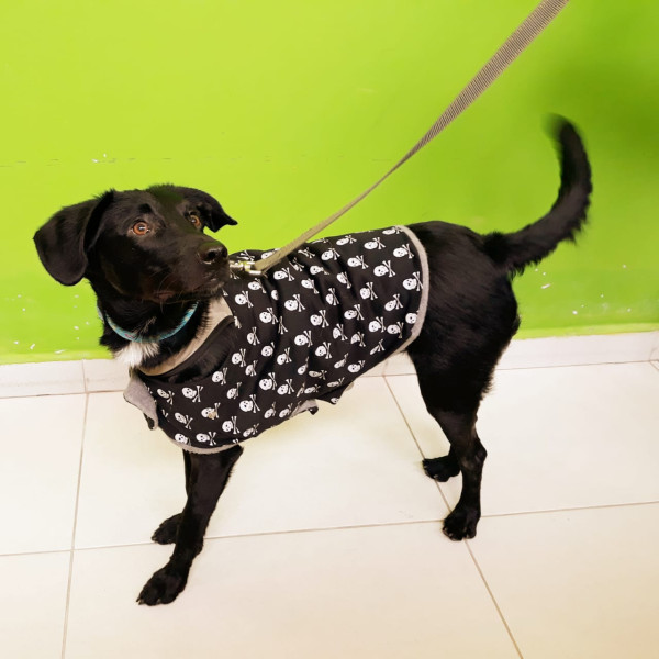 jorel-para-adocao-adocao-doacao-cachorro-gato-3