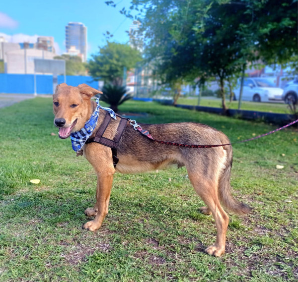 milton-para-adocao-adocao-doacao-cachorro-gato-2