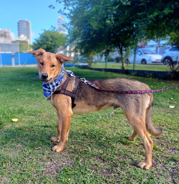 milton-para-adocao-adocao-doacao-cachorro-gato-1