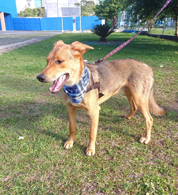 milton-para-adocao-adocao-doacao-cachorro-gato-3